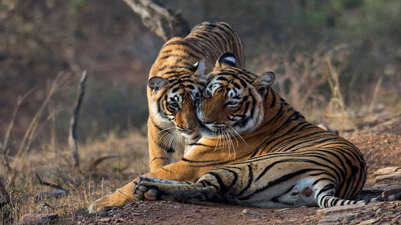 Ranthambore Safari Tour Package